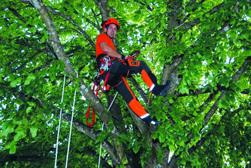 Fachkundige Baumpfleger in Pregarten