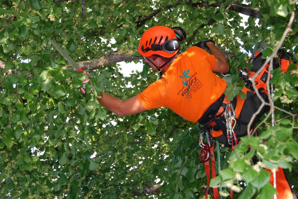 Fachkundige Baumpfleger in Pregarten