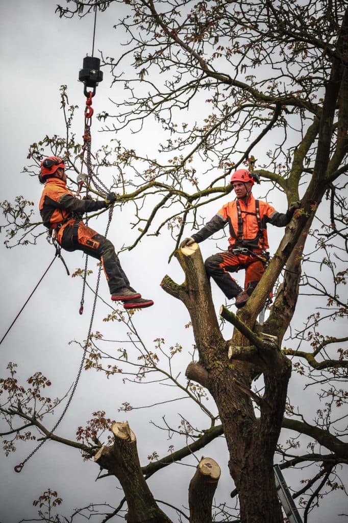 Sichere Entfernung von Bäumen durch den Fachbetrieb in Gallneukirchen