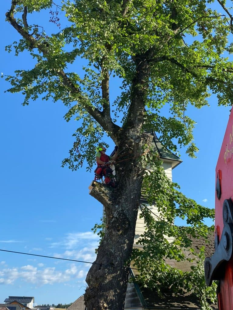 Sichere Entfernung von Bäumen durch den Fachbetrieb in Gallneukirchen