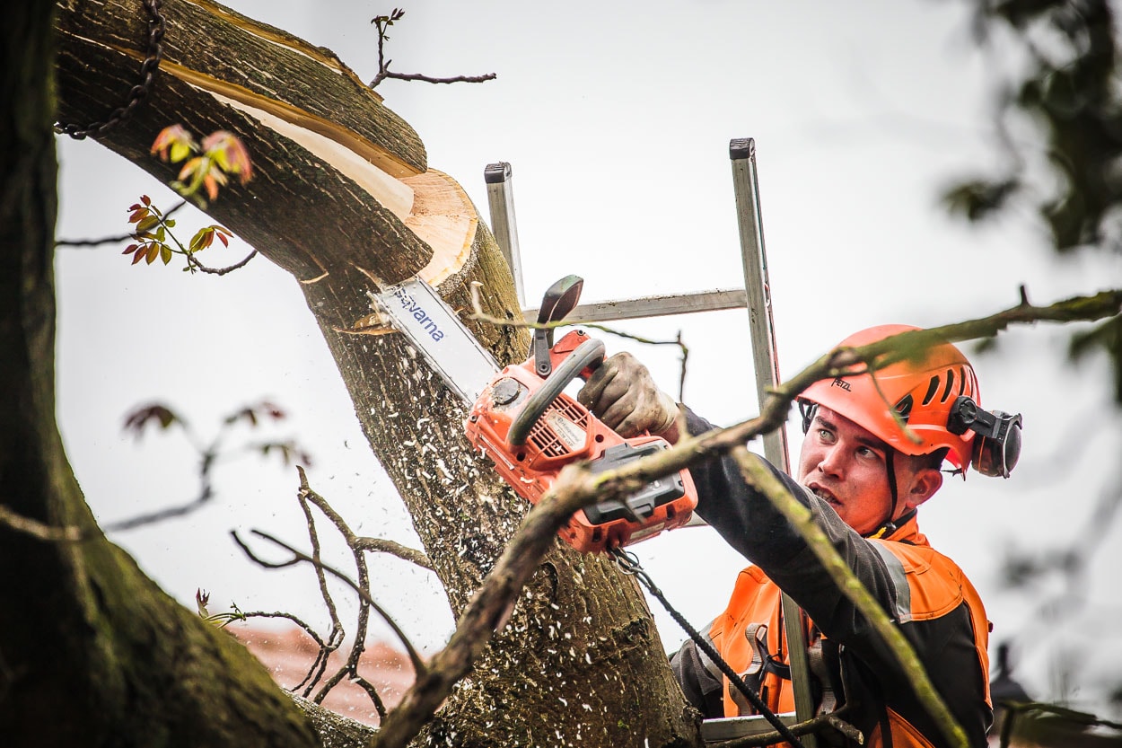 Sichere Entfernung von Bäumen durch den Fachbetrieb in Gallneukirchen